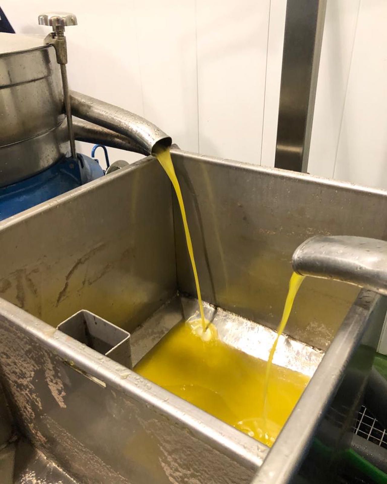 Aceite recién salido en la almazara