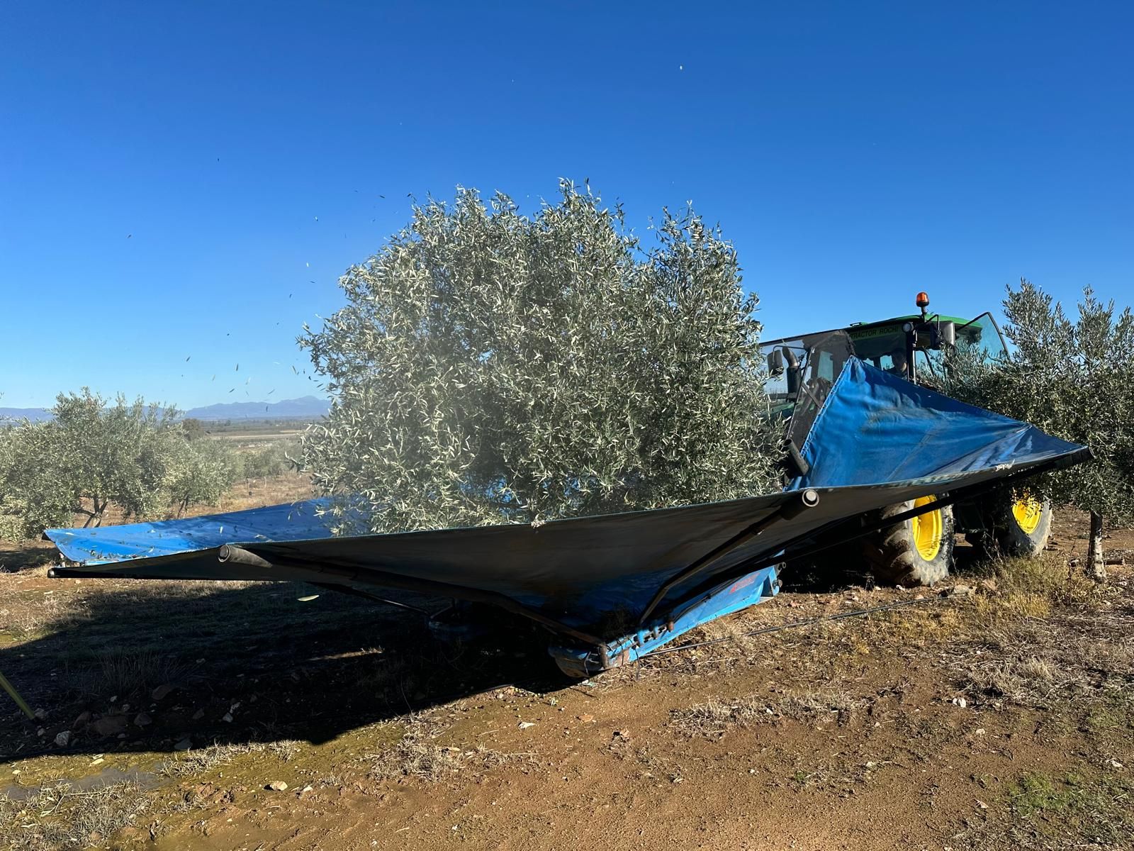 Recogida de la aceituna