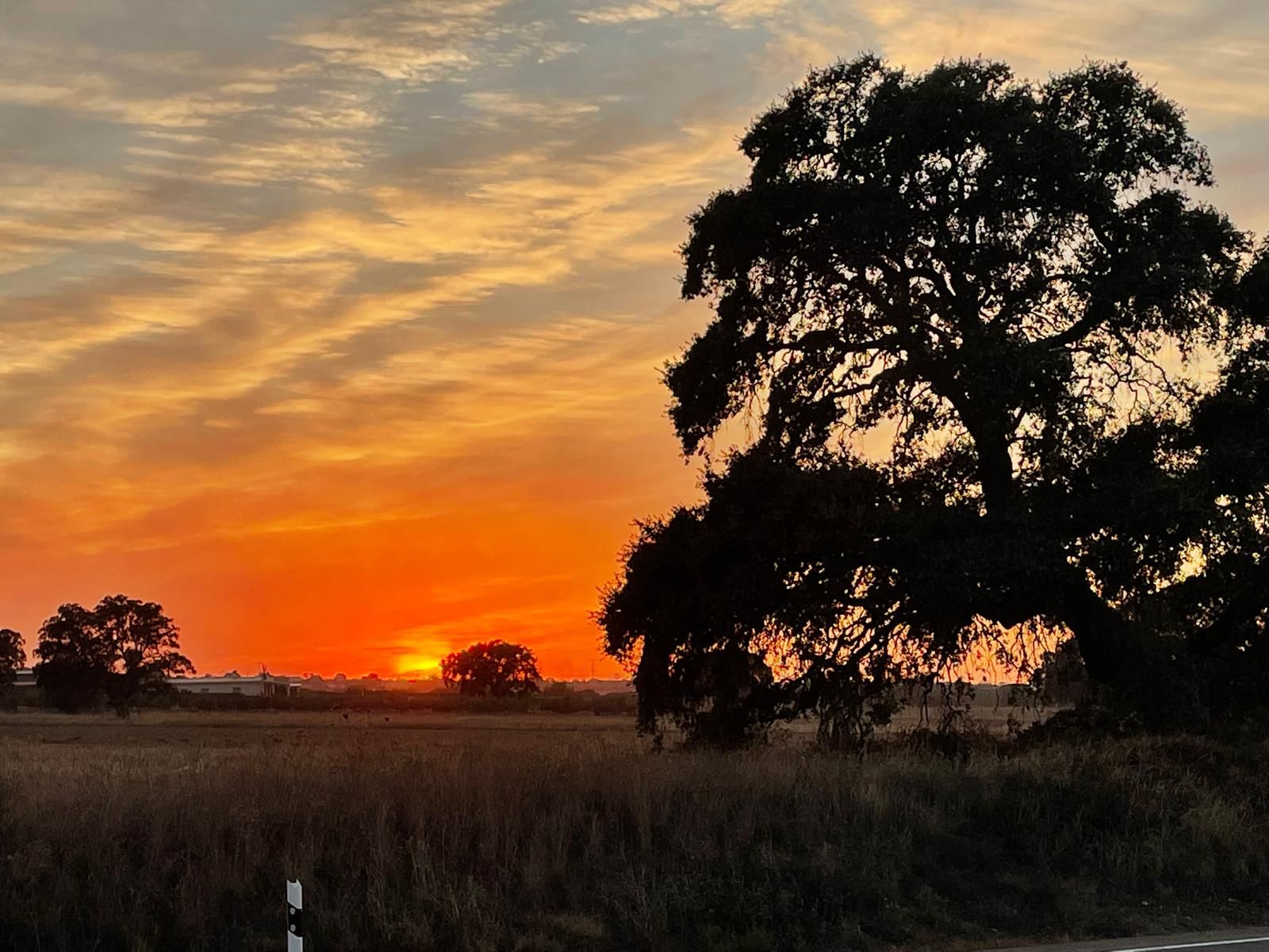 Encina al atardecer