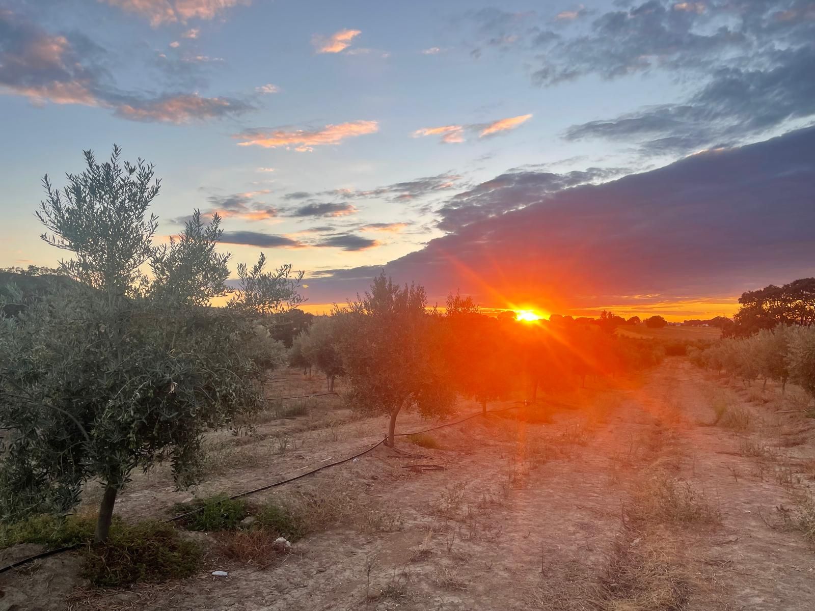 La finca en Navalvillar de Pela