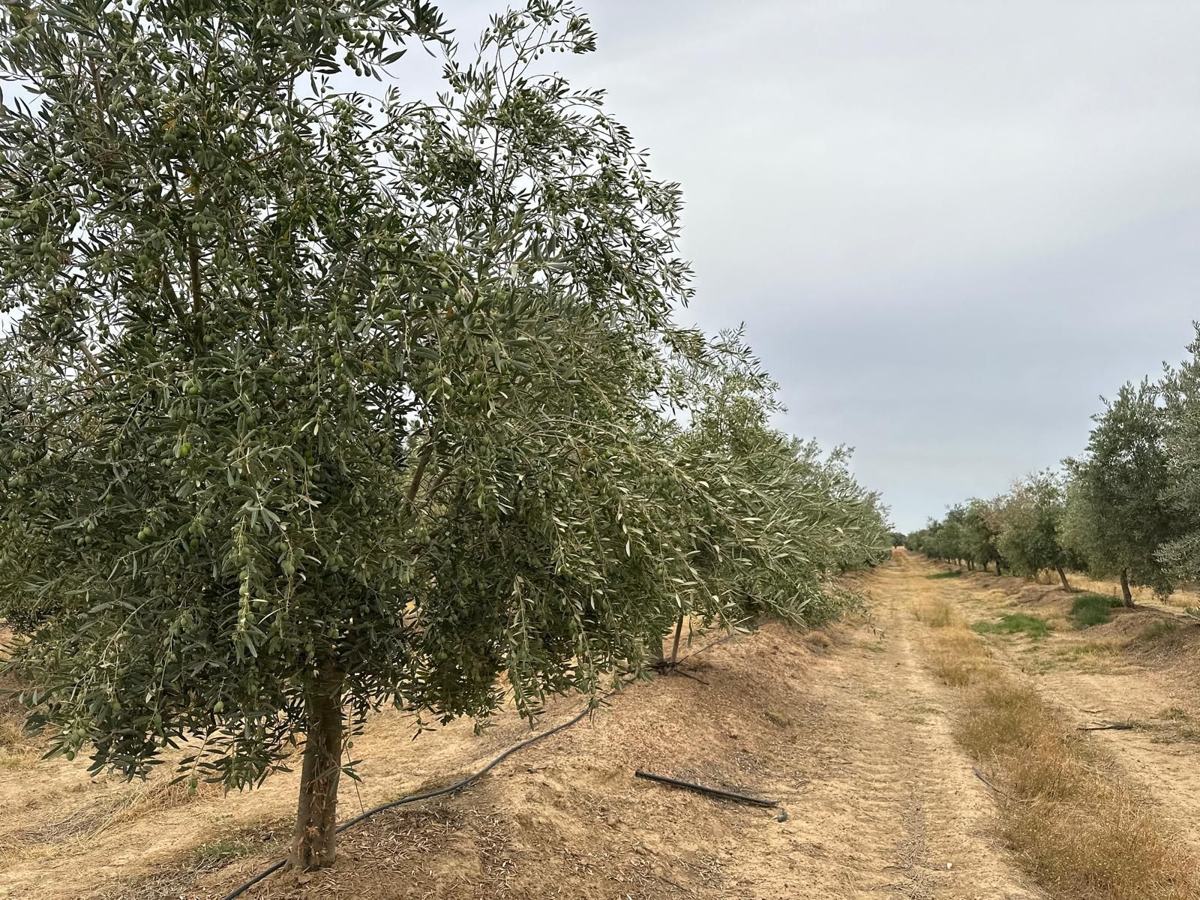 Calles del olivar de la dehesa