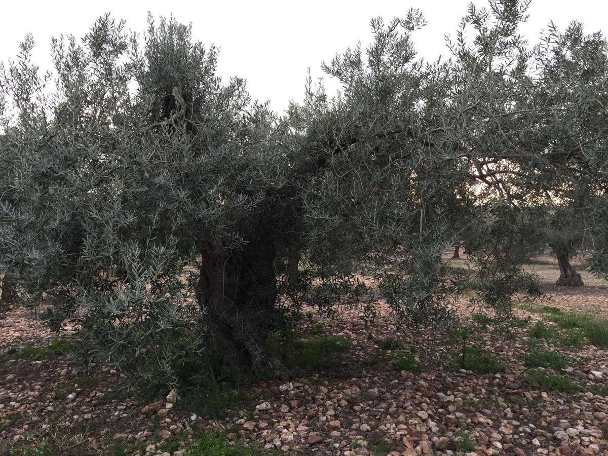 Olivos centenarios de la sierra