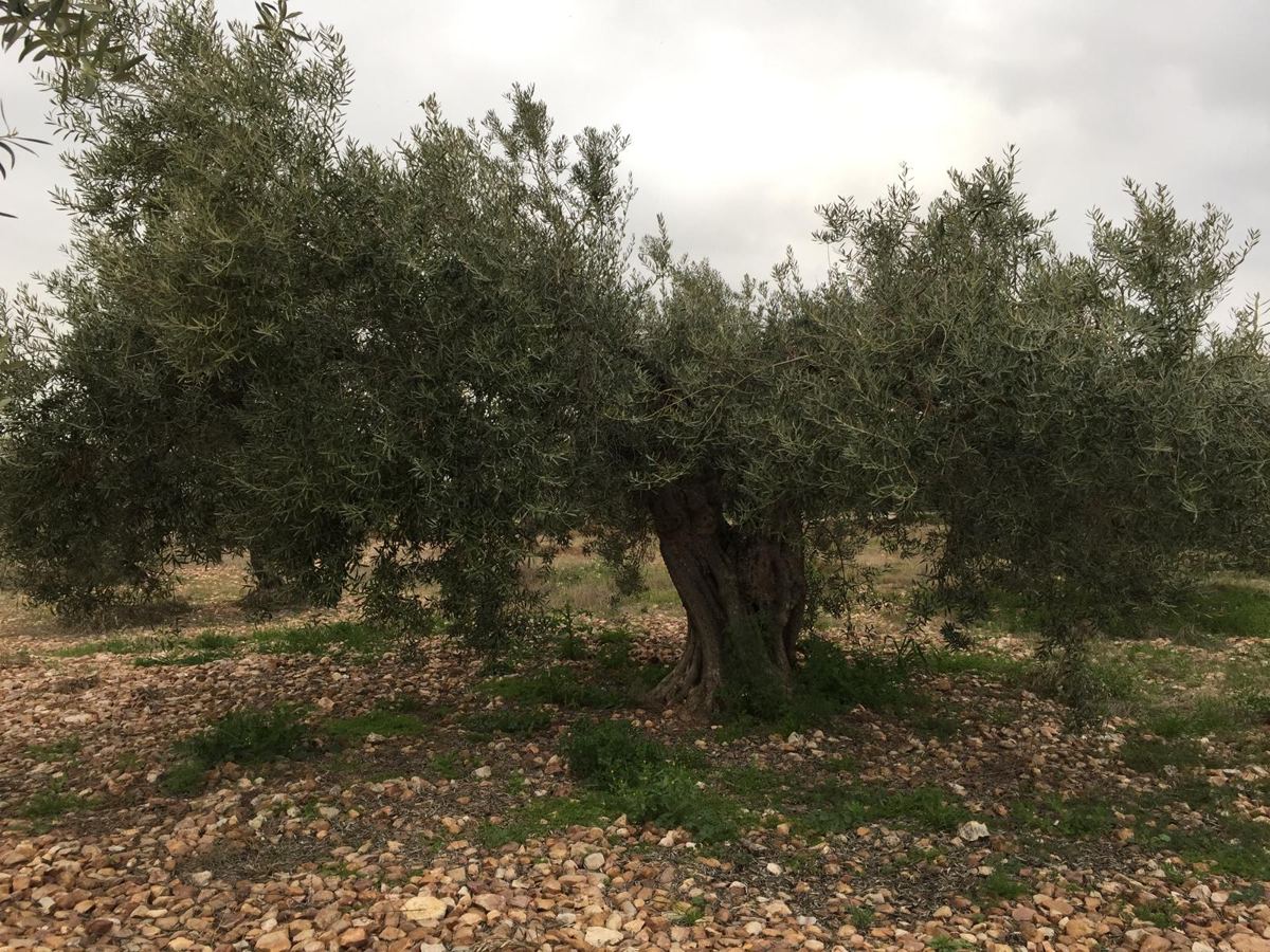 Olivos centenarios en la Sierra de Orellana